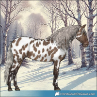 Horse Color:Silver Brown Dun Near Leopard 