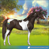 Horse Color:Liver Chestnut Tobiano