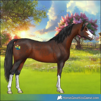 Horse Color:Bay 