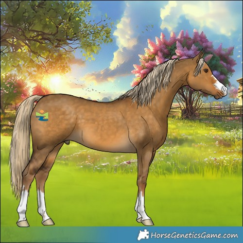 Horse Color:Chocolate Palomino Dun 