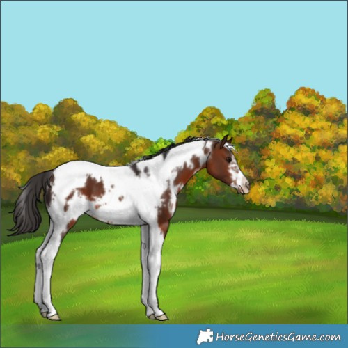 Horse Color:White Spotted Brown Tobiano Frame
