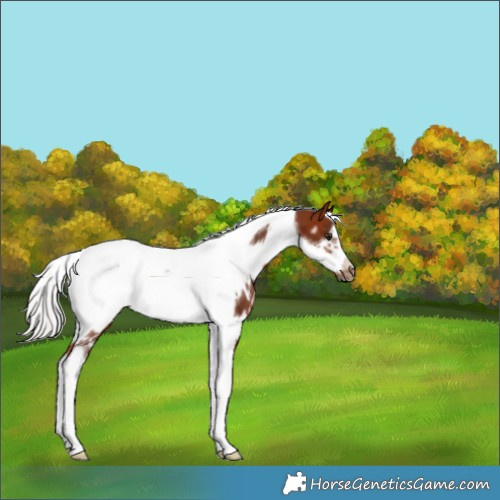 Horse Color:White Spotted Silver Brown Tobiano Frame