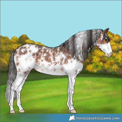 Horse Color:Brown Sabino 