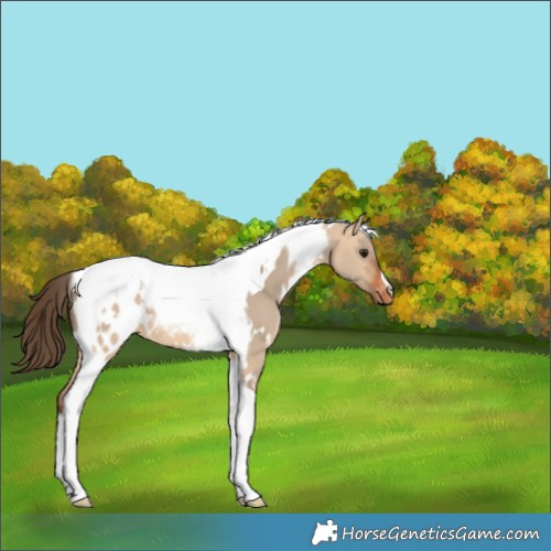 Horse Color:White Spotted Bay Dun Tobiano Appaloosa