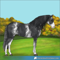 Horse Color:White Spotted Black