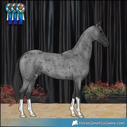 Horse Color:Blue Roan 