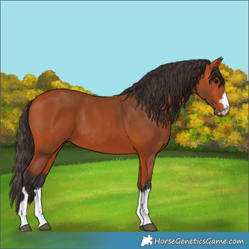 Horse Color:Bay 