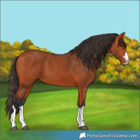Horse Color:Bay 