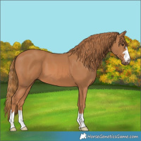 Horse Color:Chestnut 