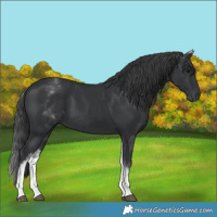Horse Color:White Spotted Black 