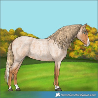 Horse Color:Red Roan Splash
