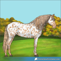 Horse Color:Chestnut Near Leopard 