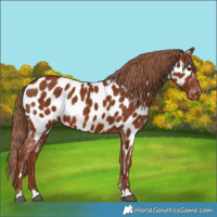 Horse Color:Chestnut Near Leopard 