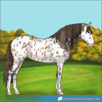 Horse Color:Bay Dun Near Leopard 