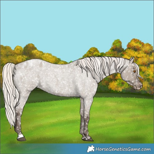 Horse Color:Silver Grullo Roan Blanket Rabicano 