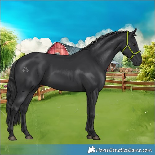 Horse Color:Black 