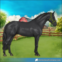 Horse Color:Black 