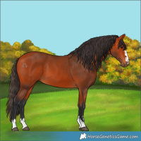 Horse Color:Bay 