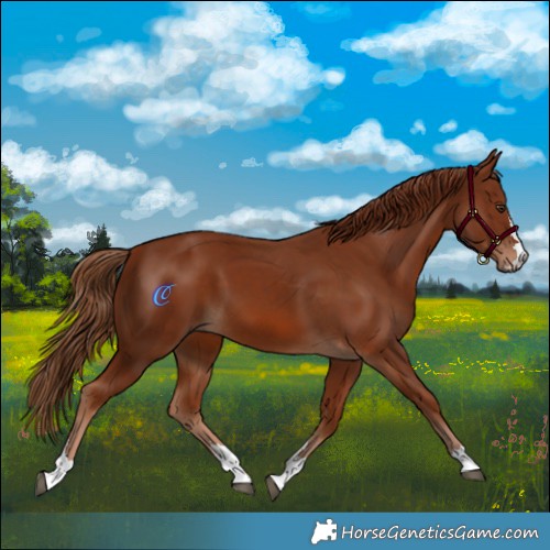 Horse Color:Chestnut 