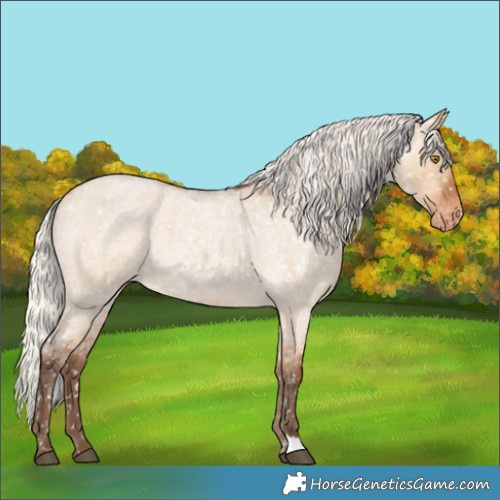 Horse Color:Silver Bay Roan Dun Appaloosa Rabicano 