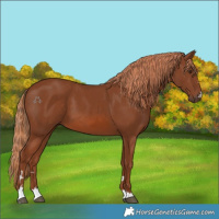 Horse Color:Chestnut 