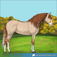 Horse Color:Red Dun Splash 
