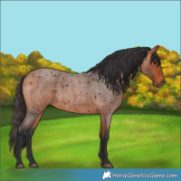 Horse Color:Bay Roan 