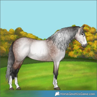 Horse Color:Gray Bay