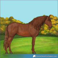 Horse Color:Chestnut 