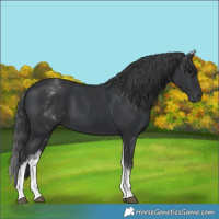 Horse Color:White Spotted Black 