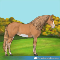 Horse Color:Chestnut Frame 