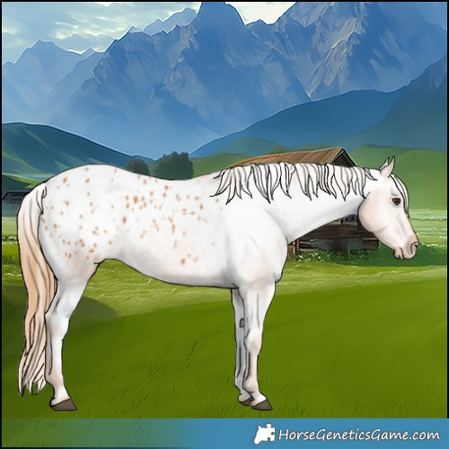 Horse Color:Chestnut Blanket 