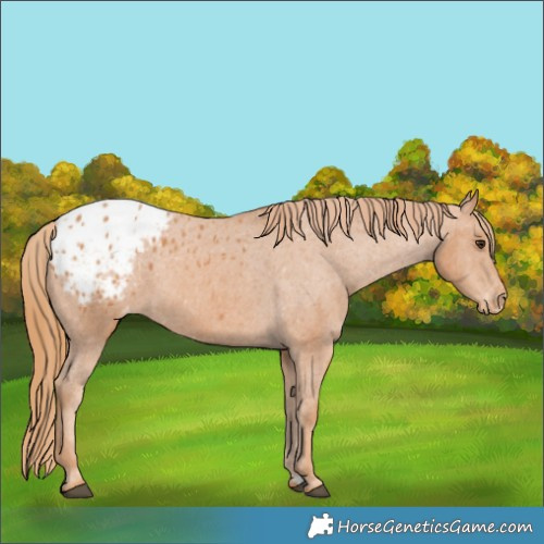 Horse Color:Chestnut Appaloosa 