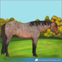 Horse Color:Bay Roan 