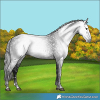 Horse Color:Gray Smoky Black 