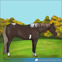 Horse Color:Liver Chestnut Tobiano 