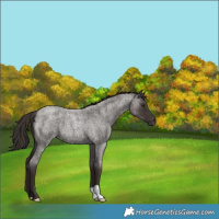 Horse Color:Liver Red Roan 