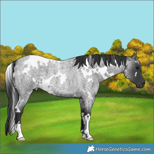 Horse Color:Unknown 