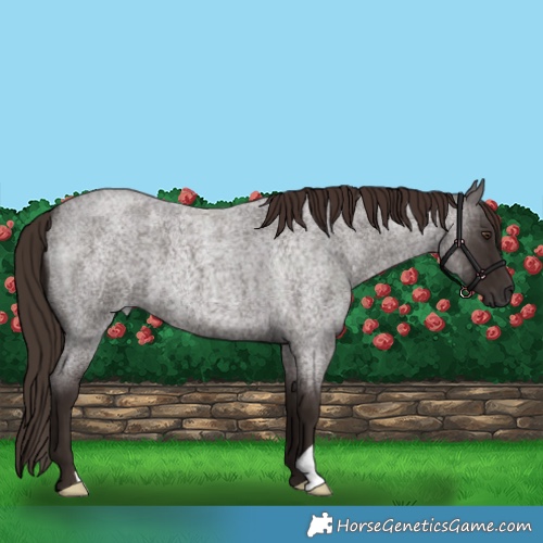 Horse Color:Liver Red Roan 