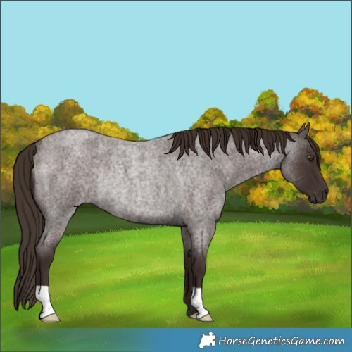 Horse Color:Liver Red Roan Rabicano 