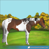 Horse Color:Bay Tobiano 