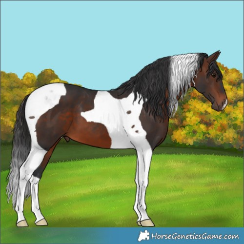 Horse Color:Brown Tobiano 