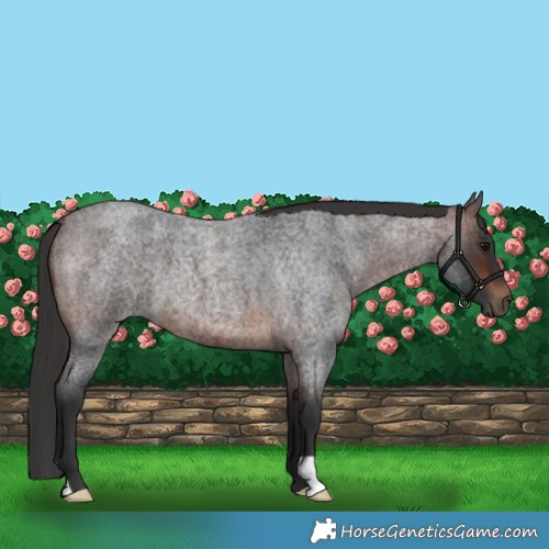 Horse Color:Brown Roan 