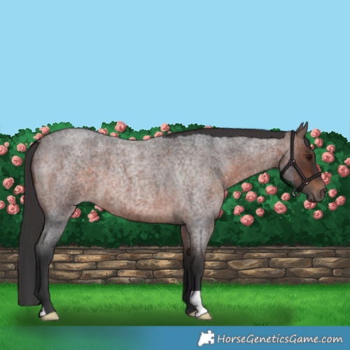 Horse Color:Brown Roan