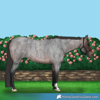 Horse Color:Brown Roan 
