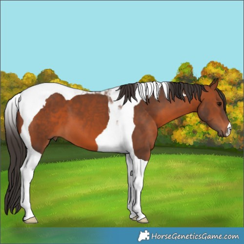 Horse Color:Bay Tobiano 
