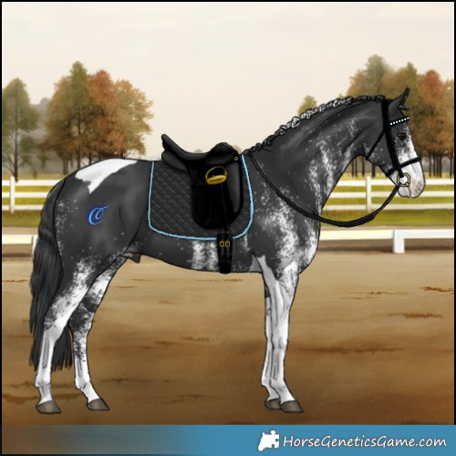 Horse Color:White Spotted Black Tobiano