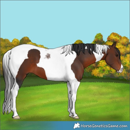 Horse Color:Brown Tobiano 