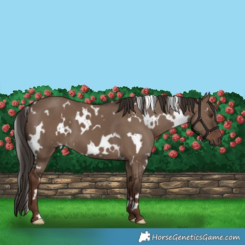 Horse Color:White Spotted Liver Red Dun