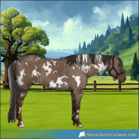 Horse Color:White Spotted Liver Red Dun